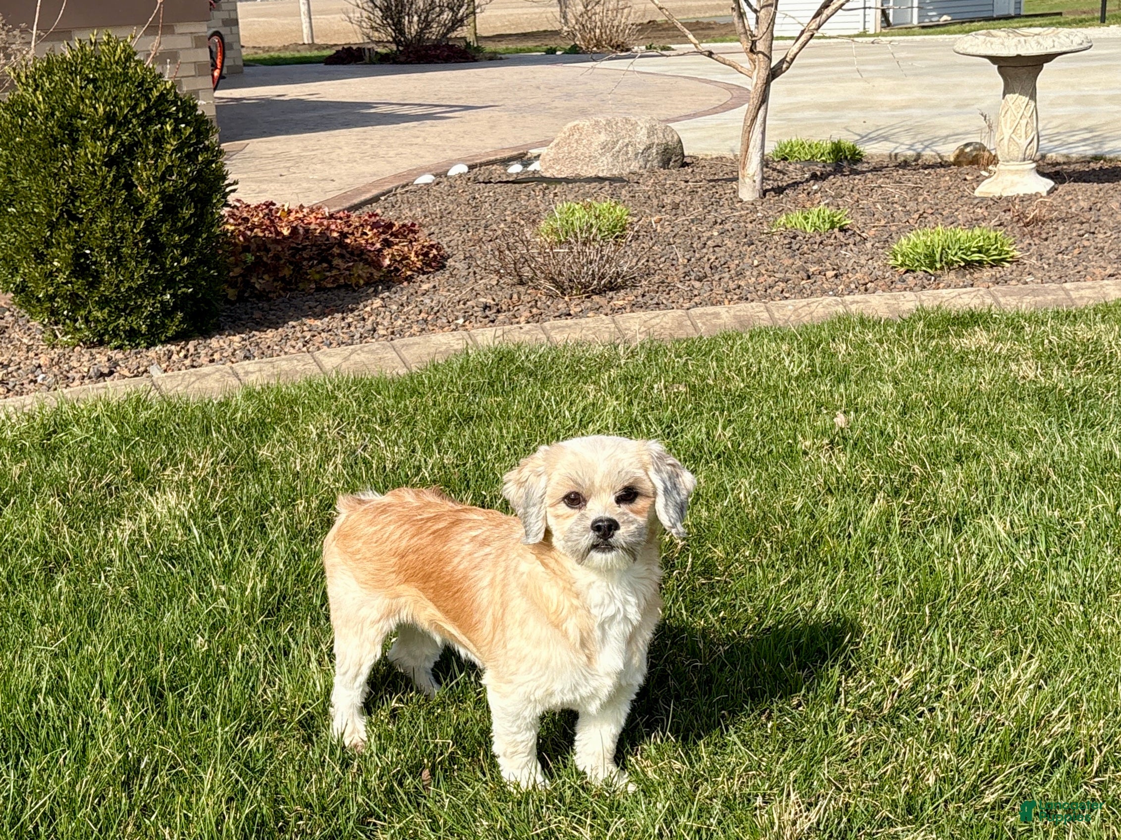 Heather, Lhasa Apso