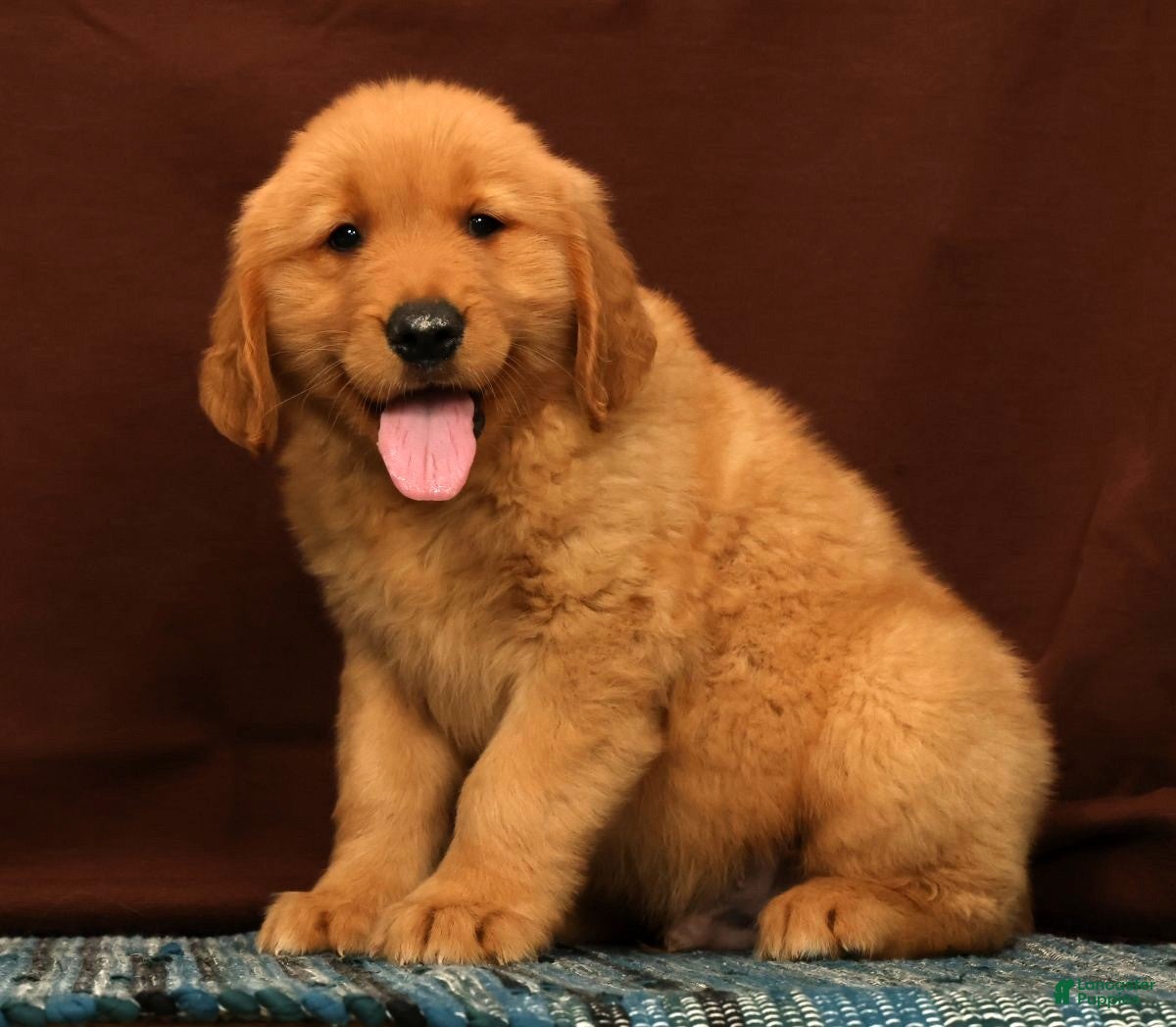 Golden Retriever dogs Tyler - Ad 1