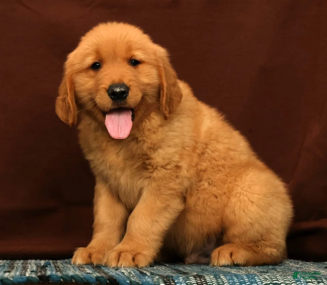 Golden Retriever dogs for sale: Tyler - Ad 1