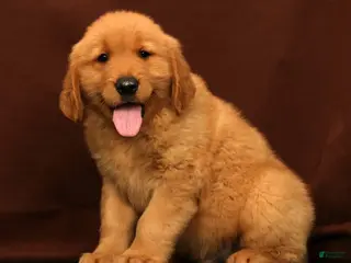Golden Retriever dogs for sale: Tyler - Ad 2