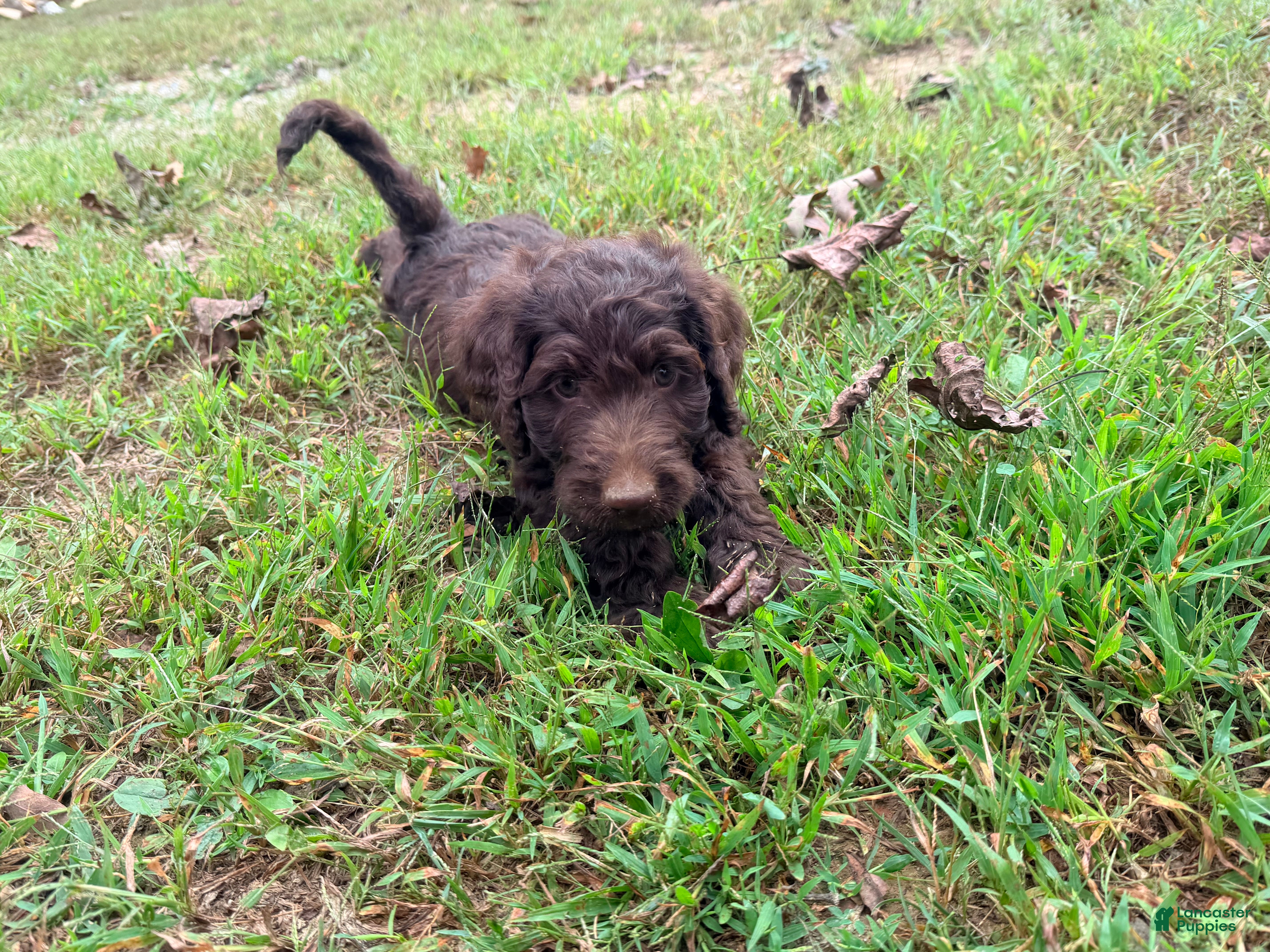 Goldendoodle dogs Goldendoodle 5 - Ad 2
