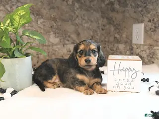 Miniature Dachshund dogs for sale: Braxton - Ad 1