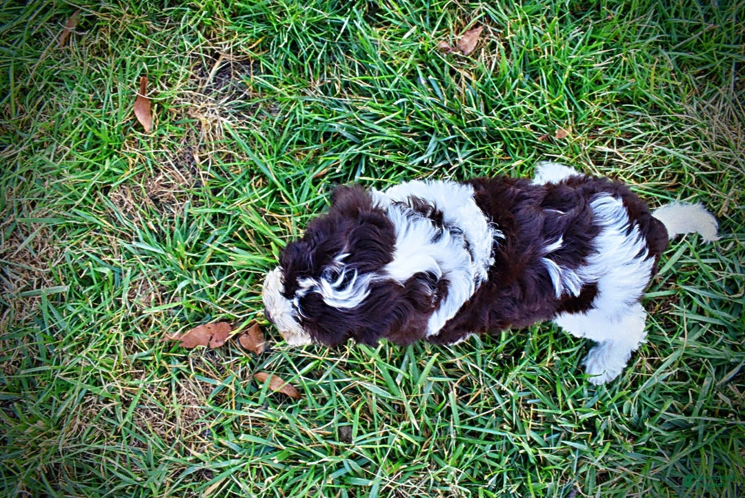 Havapoo dogs for sale: Priscilla - Ad 9