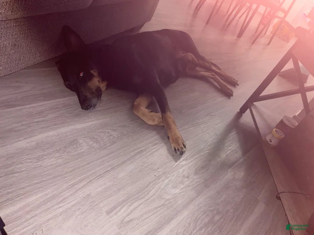 Mixed Breed dogs for sale: Mixed Breed Puppy 3 - Ad 2