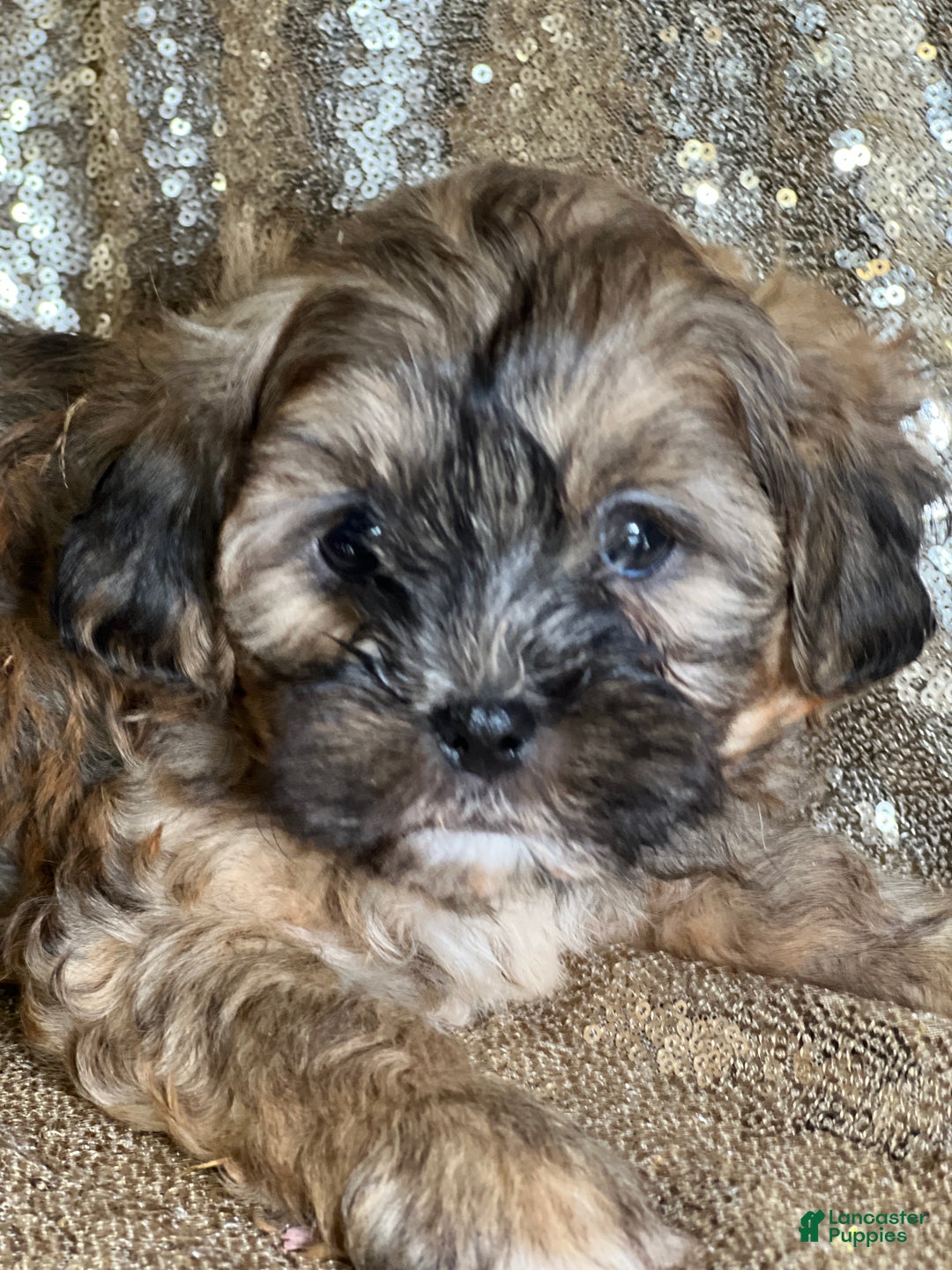 Shihpoo dogs for sale: Truffle - Ad 1
