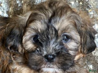 Shihpoo dogs Truffle - Ad 31