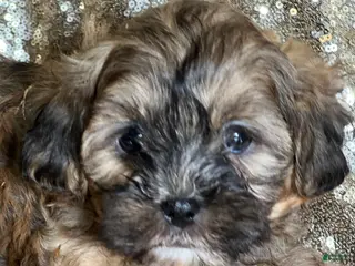 Shihpoo dogs Truffle - Ad 21