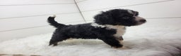 Bernedoodle dogs for sale: Bernedoodle Puppy 1 - Ad 2