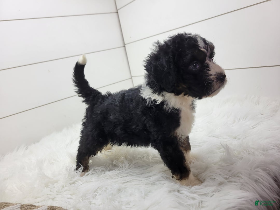 Bernedoodle dogs for sale: Bernedoodle Puppy 1 - Ad 2
