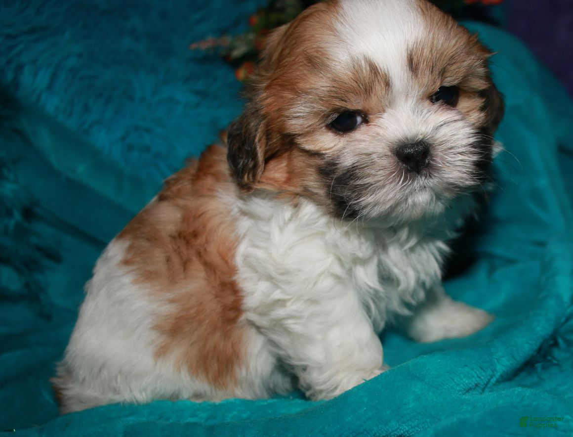 Shih Tzu dogs Mojo - Ad 1