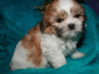 Shih Tzu dogs for sale: Mojo - Ad 1