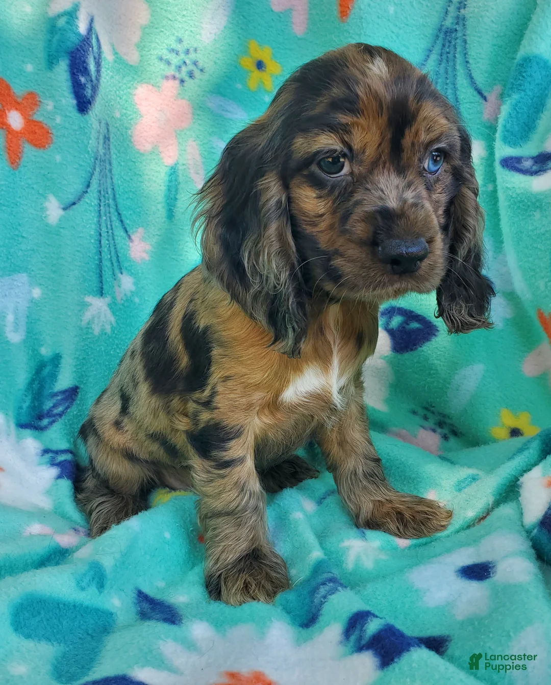 Cocker Spaniel dogs for sale: Dylan - Ad 2