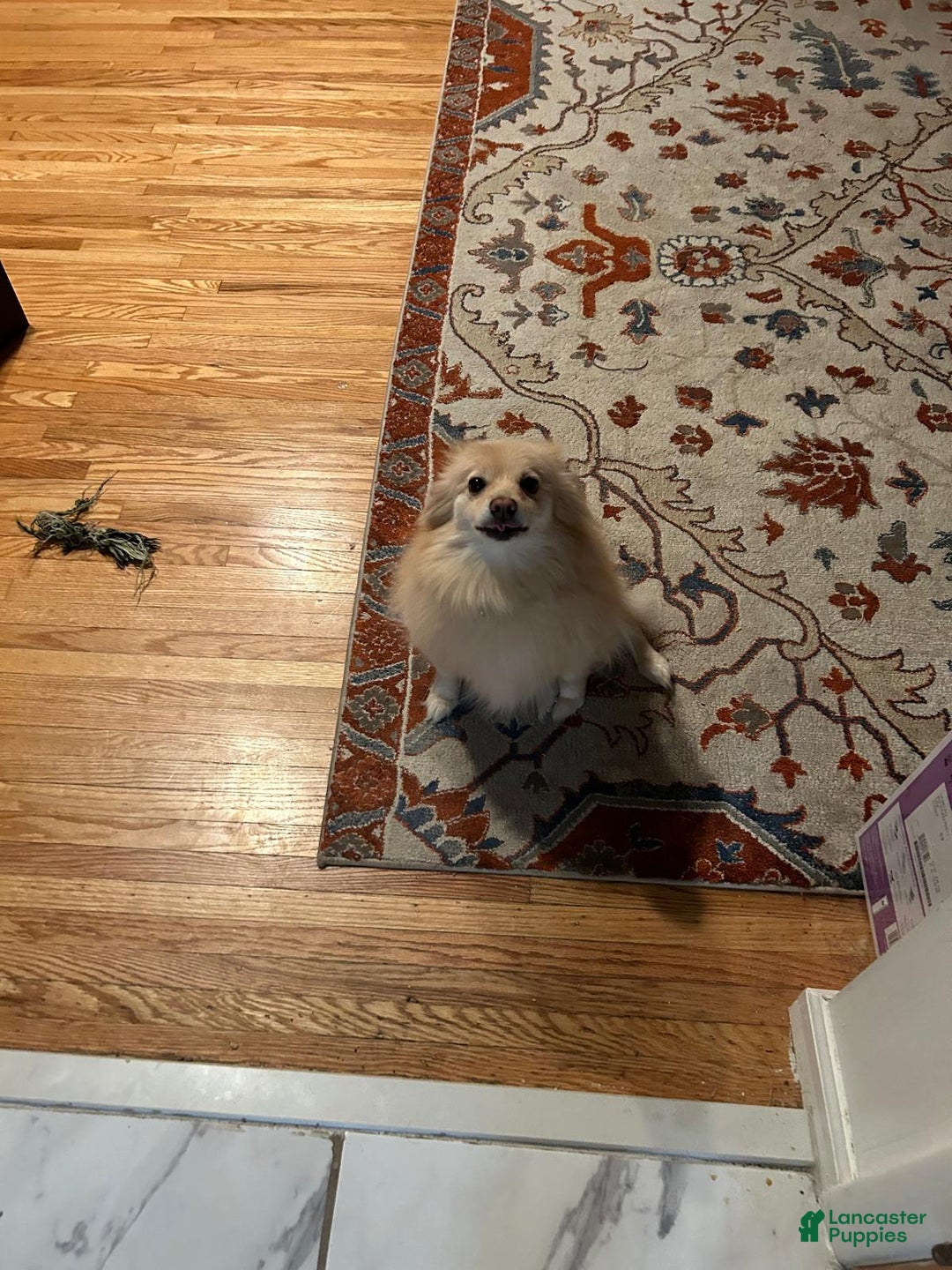 Pomeranian dogs for sale: Pomeranian Puppy 1 - Ad 2