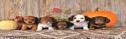 Dachshund dogs for sale: Twila - Ad 5