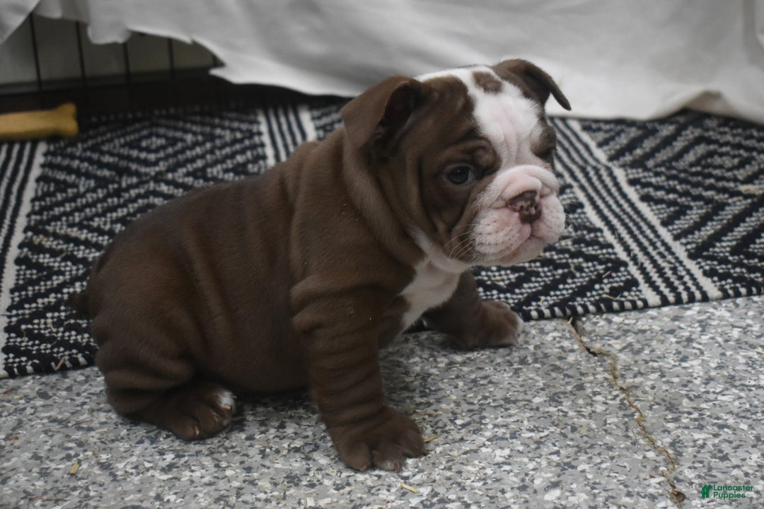 English Bulldog dogs for sale: Archy - Ad 3