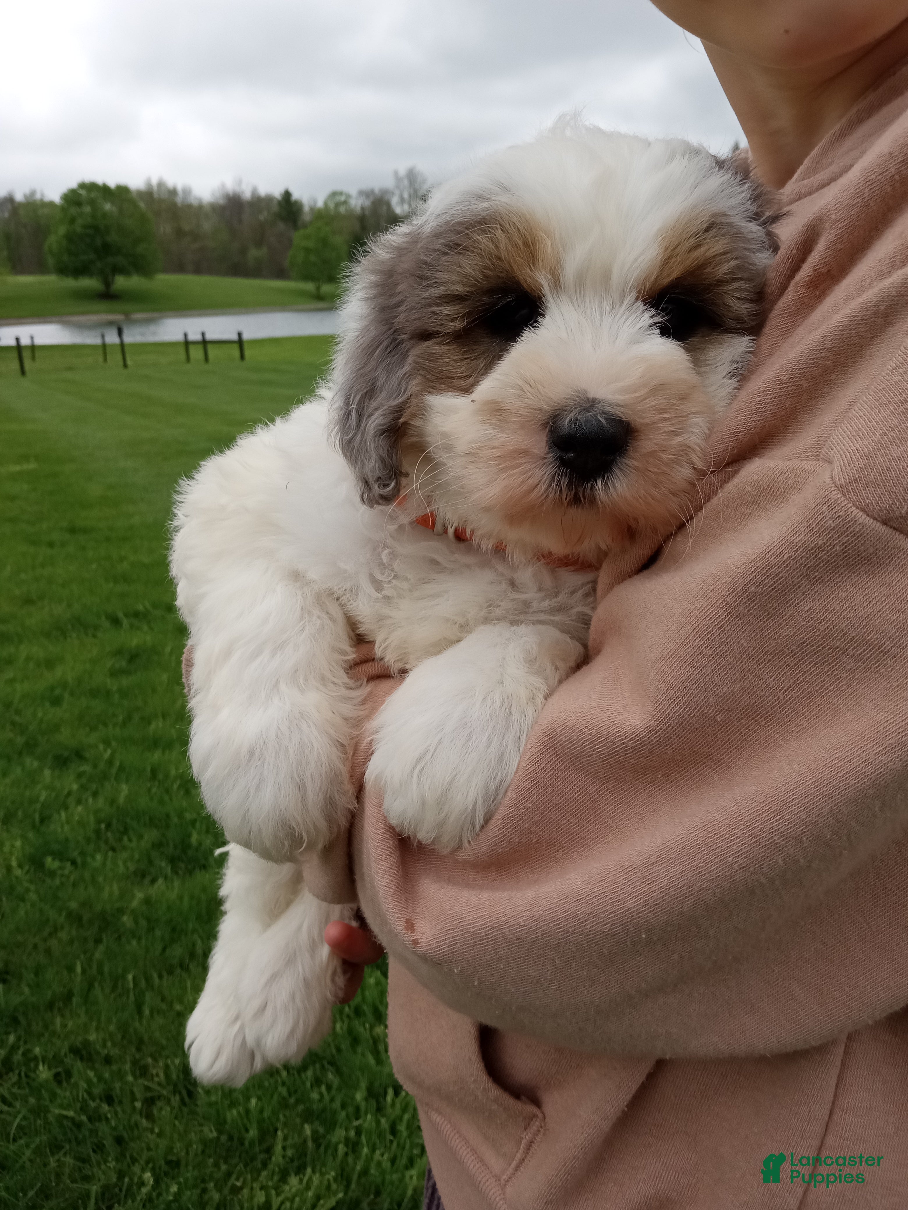 Mini Bernedoodle dogs Lexi - Ad 2