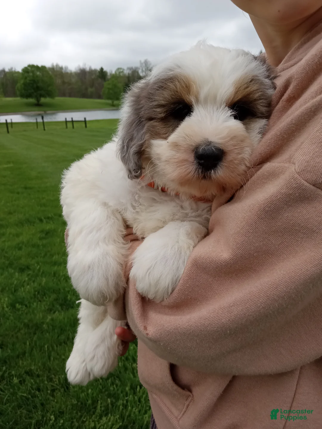 Mini Bernedoodle dogs for sale: Lexi - Ad 2
