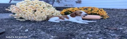 Welsh Springer Spaniel dogs for sale: Lemon - Ad 16