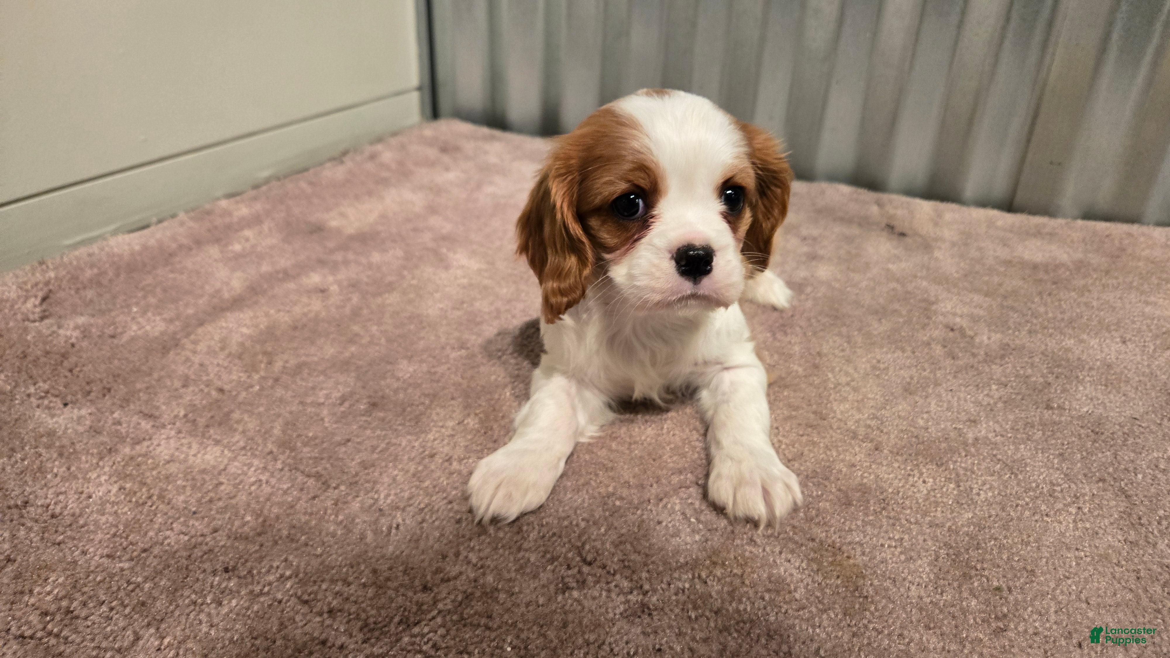 Cavalier King Charles Spaniel dogs Devon - Ad 1