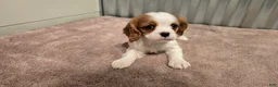 Cavalier King Charles Spaniel dogs for sale: Devon - Ad 1