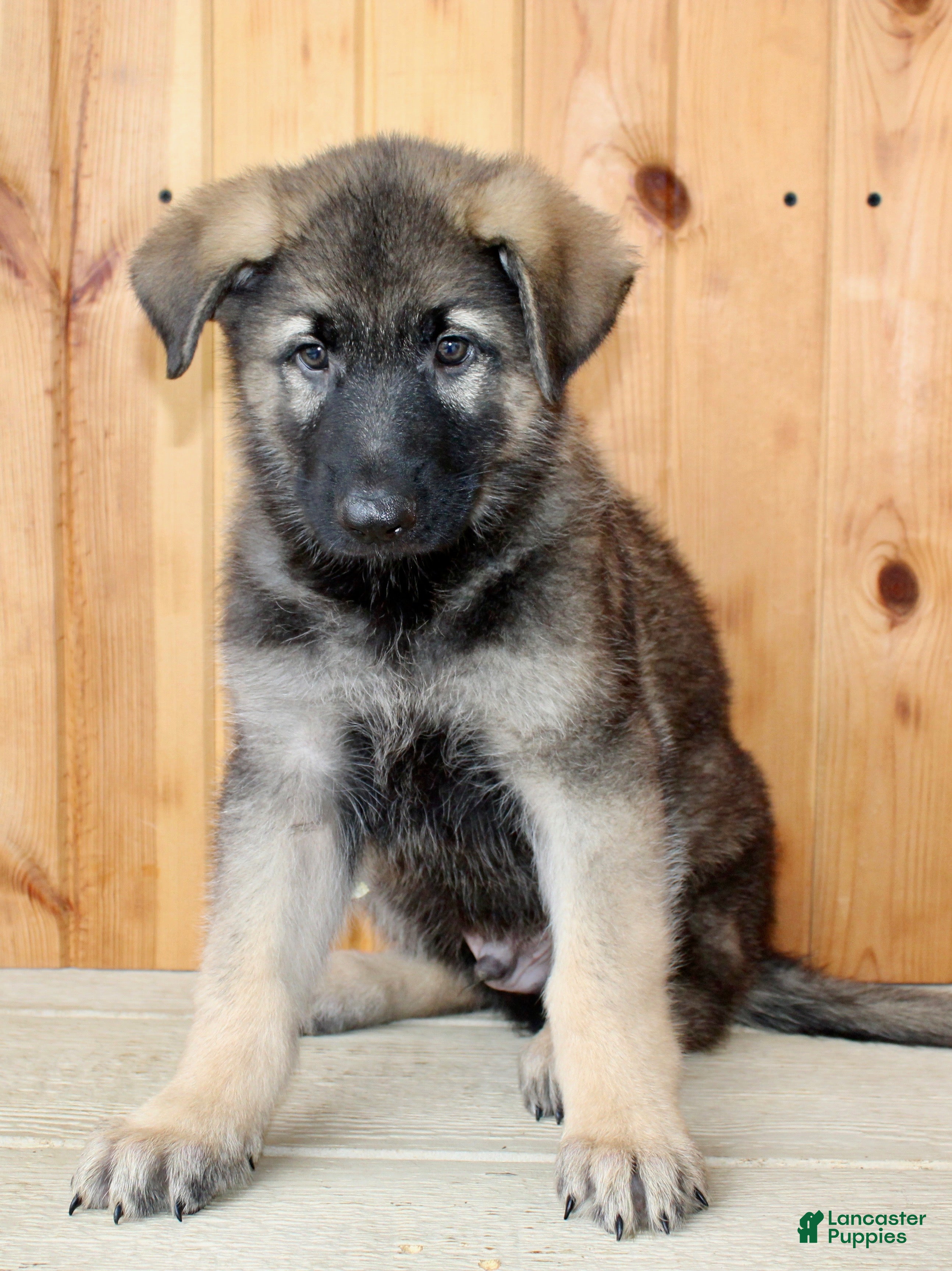 German Shepherd dogs Parker - Ad 1