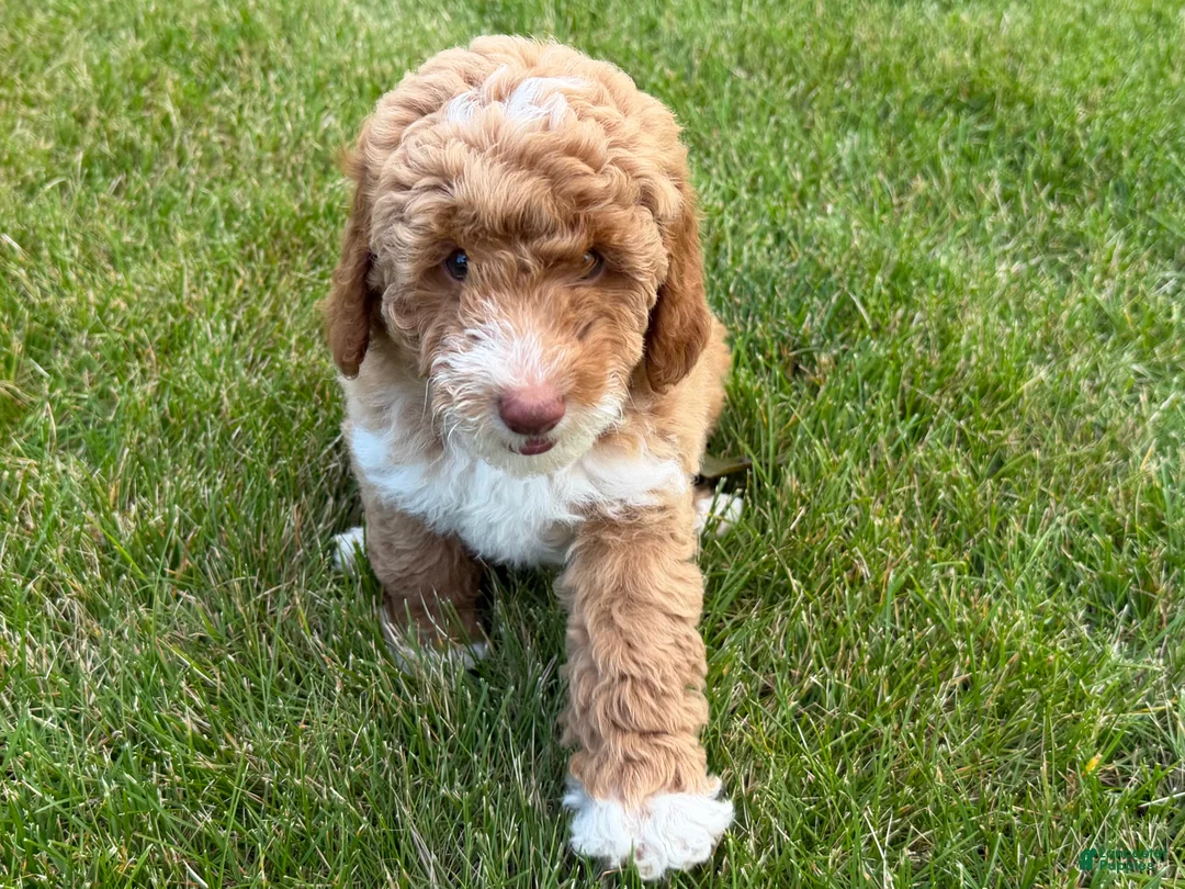 Miniature Poodle dogs for sale: Sasha Female - Ad 2