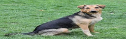 Mixed Breed dogs for sale: Balto - Ad 4