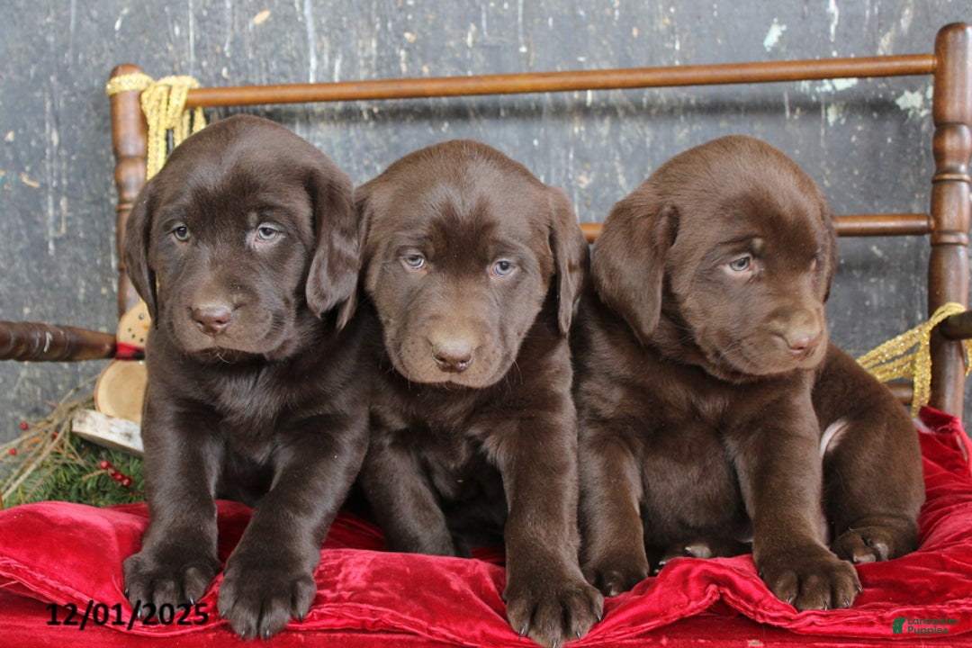 Labrador Retriever dogs for sale: Kimmy - Ad 3