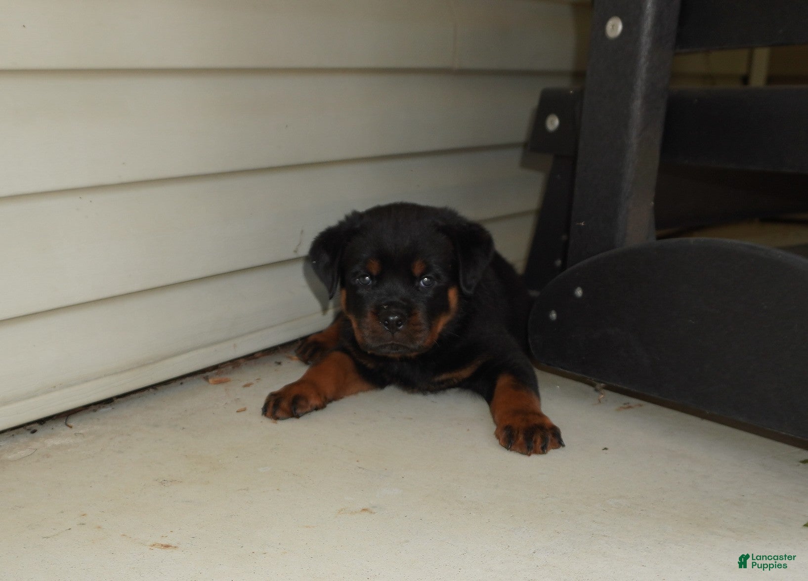 Rottweiler dogs EnZo - Ad 2