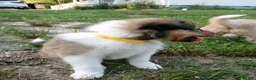 Collie dogs for sale: Sable Male, Yellow collar - Ad 4