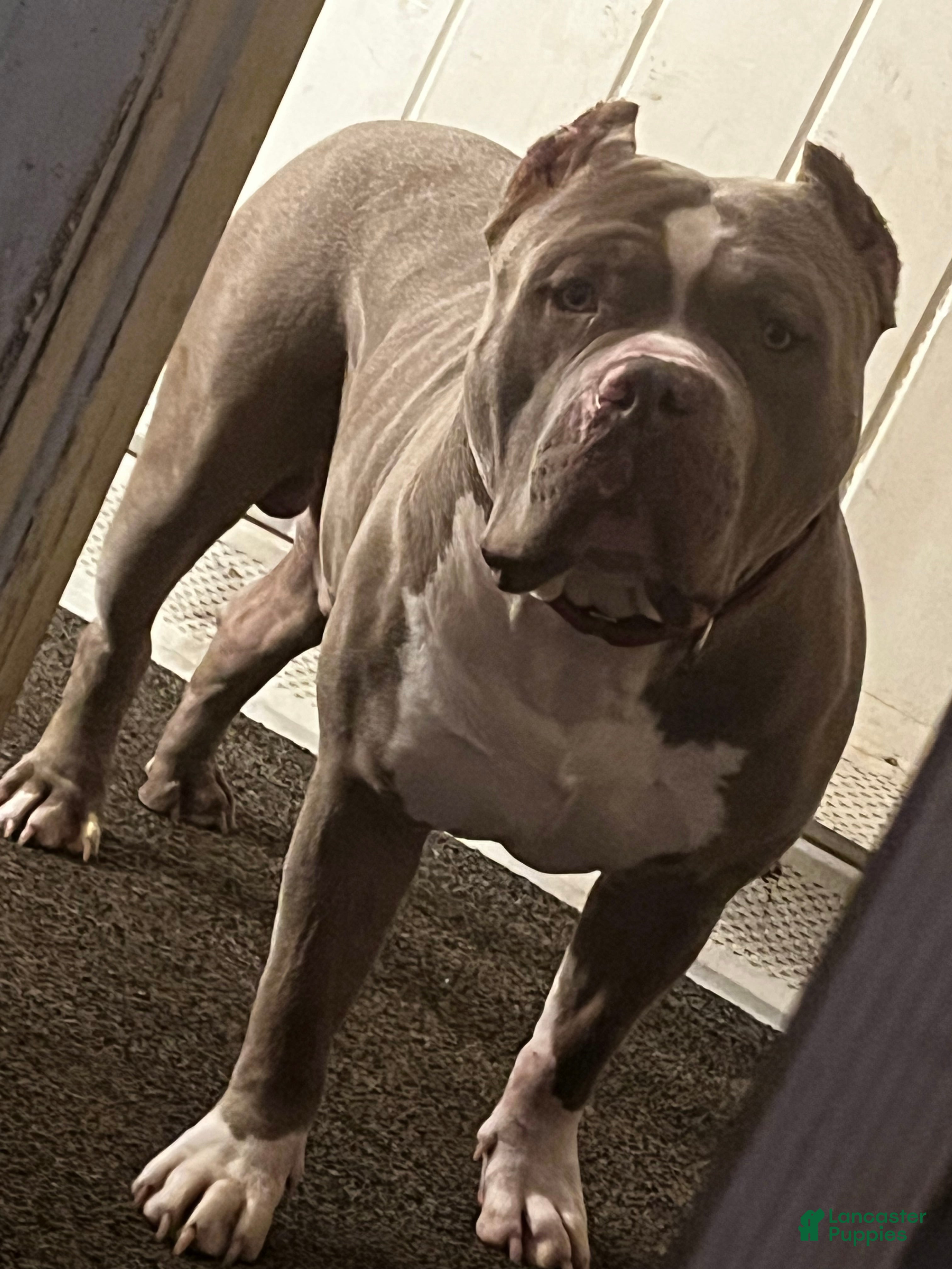 American Bully dogs American Bully  - Ad 38