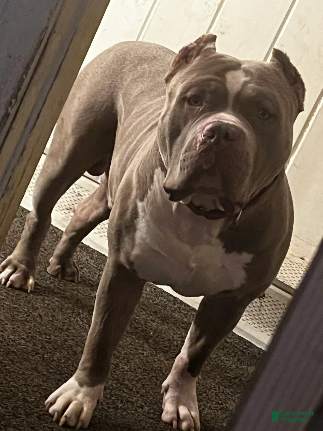 American Bully dogs for sale: American Bully  - Ad 1