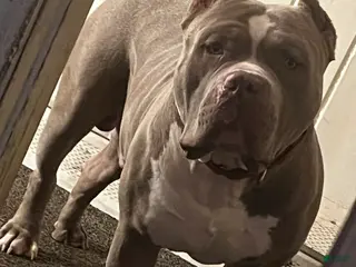 American Bully dogs American Bully - Ad 16