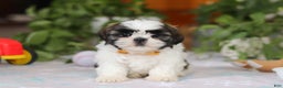 Shih Tzu dogs for sale: Liam - Ad 5