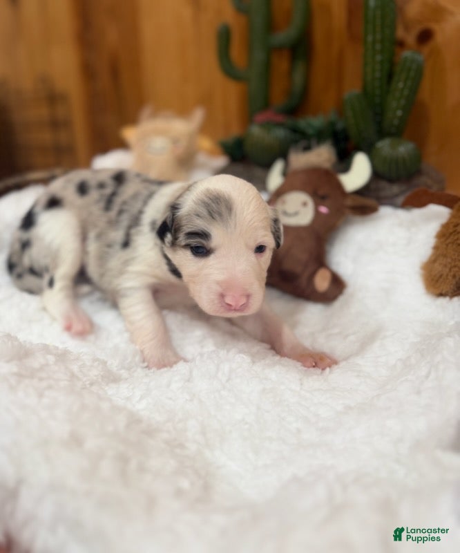 Border Collie dogs Boy 1 - Ad 5