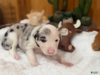 Border Collie dogs Boy 1 - Ad 5