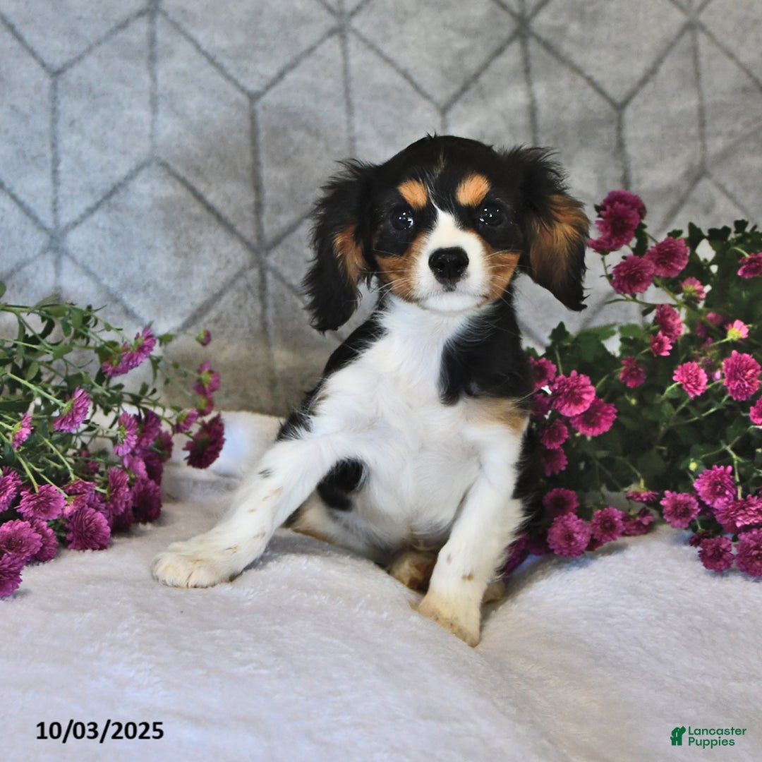 With long tail Cavalier King Charles Spaniel Puppies for sale