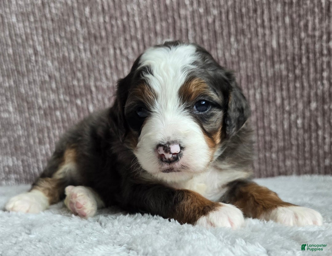 Mini Bernedoodle dogs for sale: Mini Izzy - Ad 10