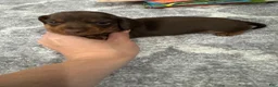 Miniature Dachshund dogs for sale: Miniature Dachshund 1 - Ad 8