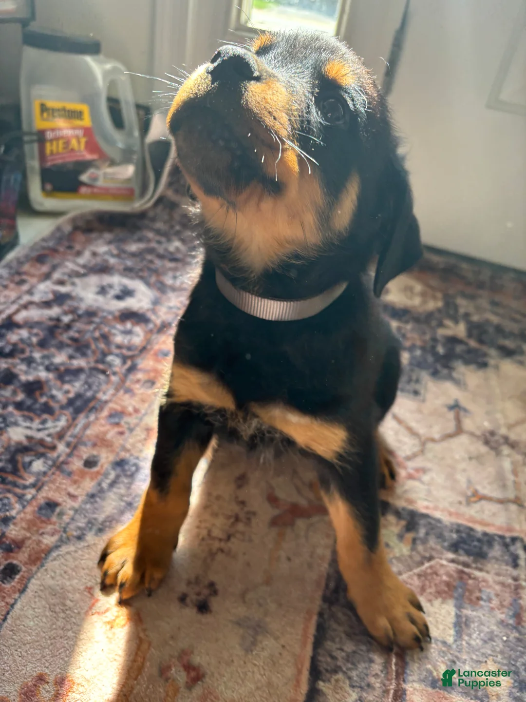Rottweiler dogs for sale: White - Ad 2