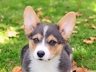 Welsh Corgi Pembroke dogs Alfie bluie - Ad 14