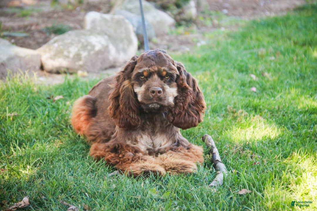 Cocker Spaniel dogs for sale: Dane - Ad 6