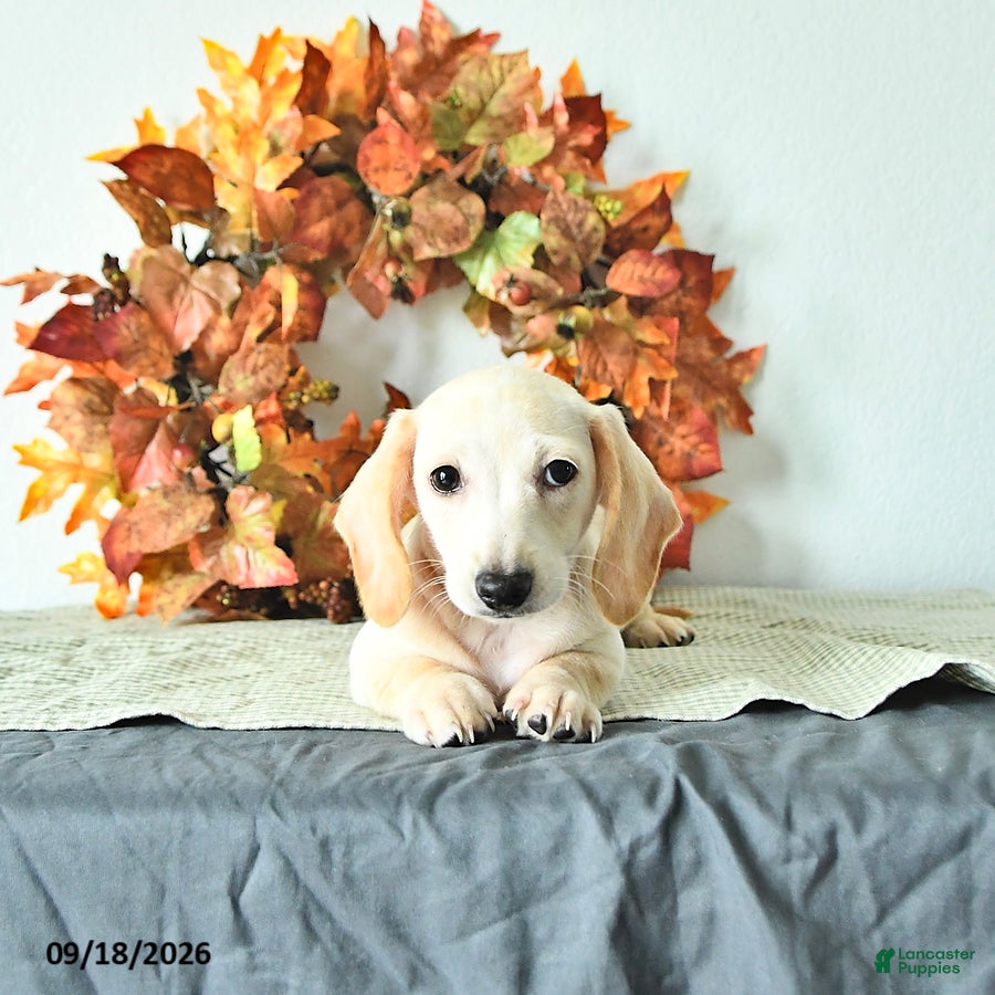 Miniature Dachshund dogs Milo - Ad 2