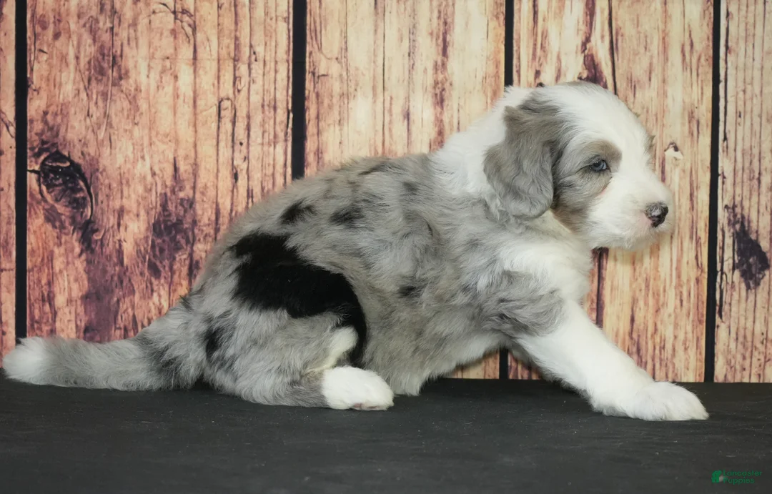 Sheepadoodle dogs for sale: Sheepadoodle Puppy 2 - Ad 3