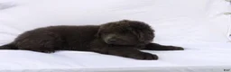 Newfoundland dogs for sale: Jasmine - Ad 4