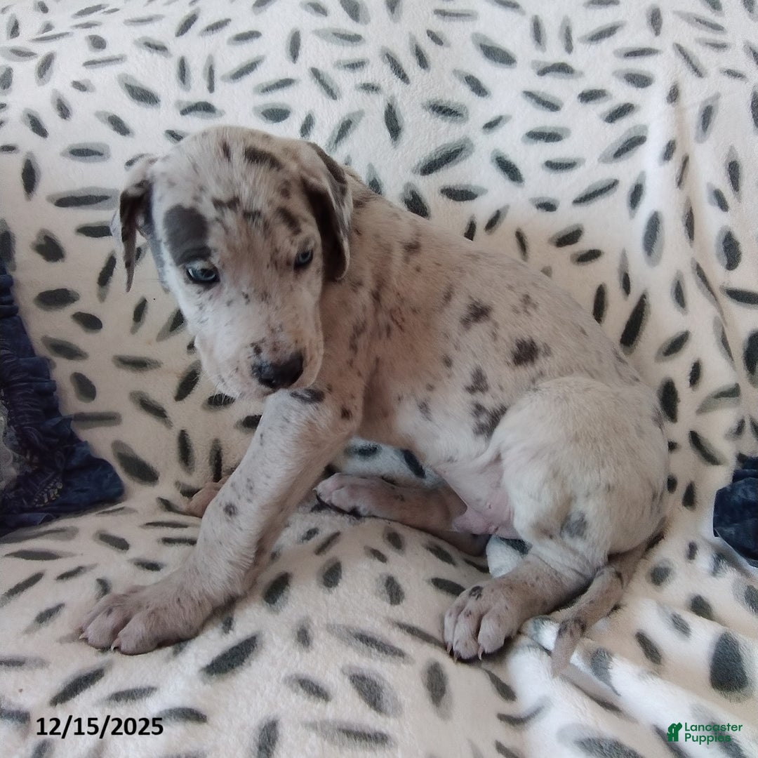 Great Dane dogs for sale: Karter - Ad 3
