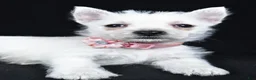 West Highland Terrier dogs for sale: Alice - Ad 5
