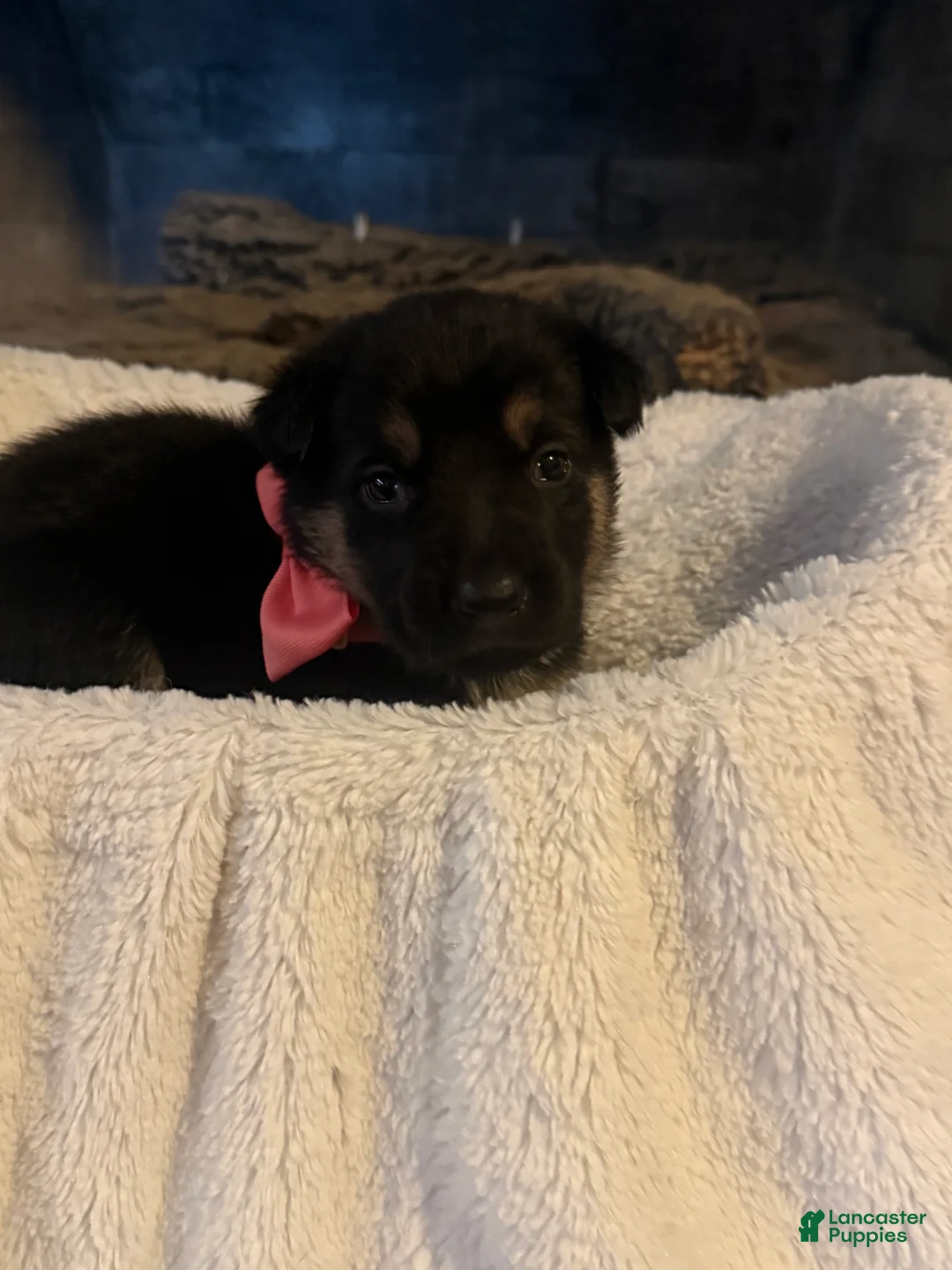 German Shepherd dogs for sale: Caddie - Ad 2