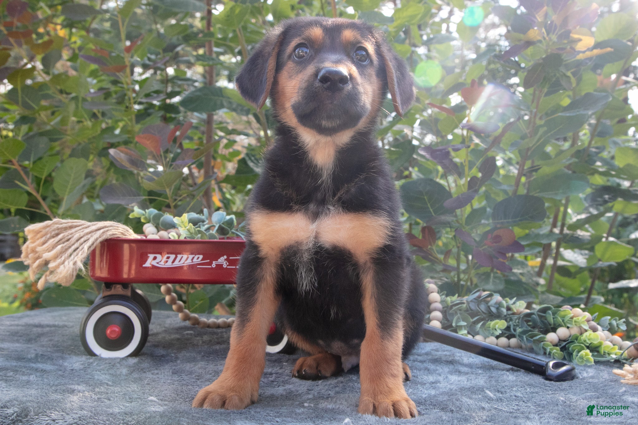 German Shepherd dogs Justin - Ad 1
