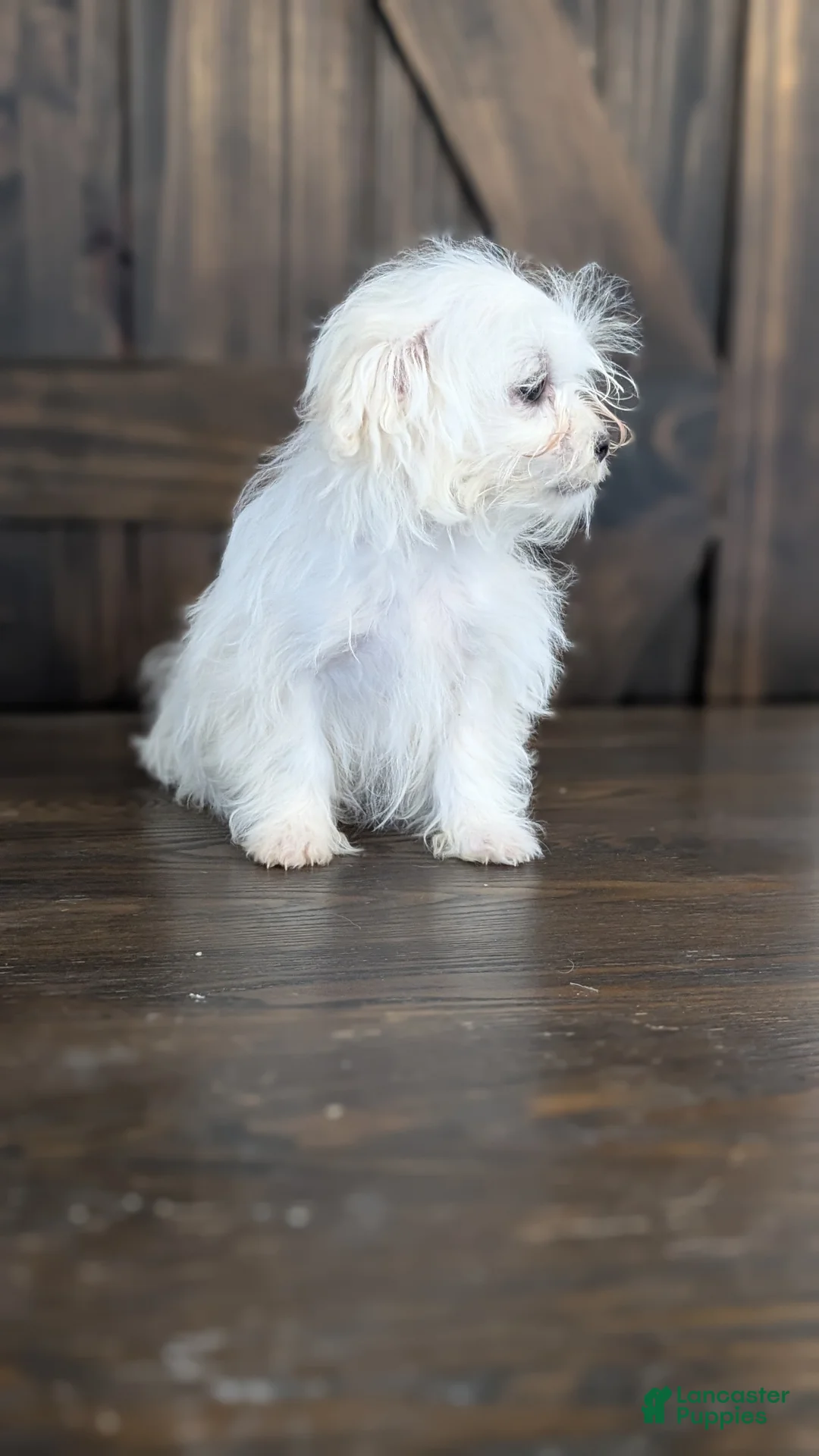 Maltese dogs for sale: King - Ad 2